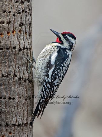 Sphyrapicus varius  YELLOW-BELLIED SAPSUCKER 9028062