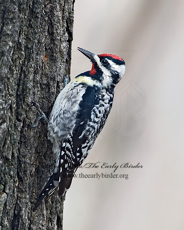 Sphyrapicus varius  YELLOW-BELLIED SAPSUCKER 6021921
