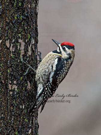 Sphyrapicus varius  YELLOW-BELLIED SAPSUCKER 9009417