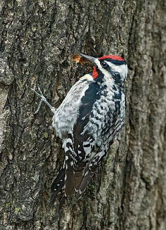Sphyrapicus varius  YELLOW-BELLIED SAPSUCKER 6021919