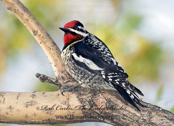 Sphyrapicus varius  YELLOW-BELLIED SAPSUCKER 5005064+