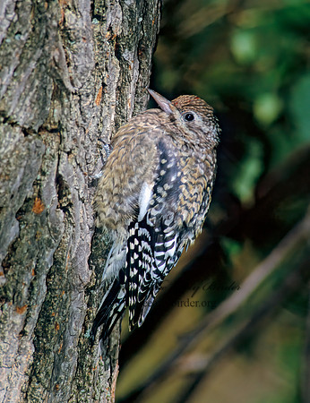 Sphyrapicus varius  YELLOW-BELLIED SAPSUCKER 263928+