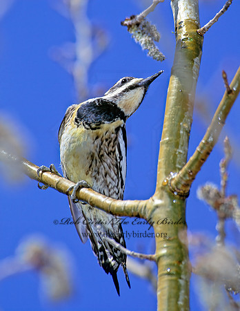 Sphyrapicus varius  YELLOW-BELLIED SAPSUCKER 279423+
