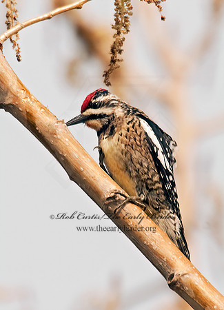 Sphyrapicus varius  YELLOW-BELLIED SAPSUCKER 3001841+