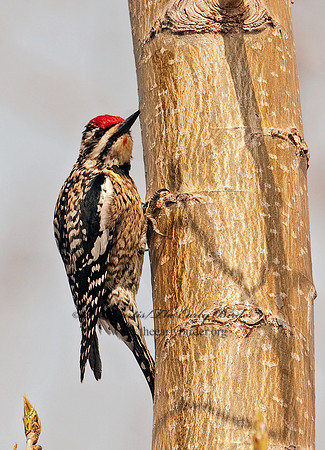 Sphyrapicus varius  YELLOW-BELLIED SAPSUCKER 3001853