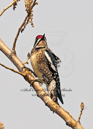 Sphyrapicus varius  YELLOW-BELLIED SAPSUCKER 3001854+