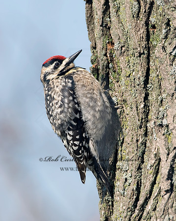 Sphyrapicus varius  YELLOW-BELLIED SAPSUCKER 7001978