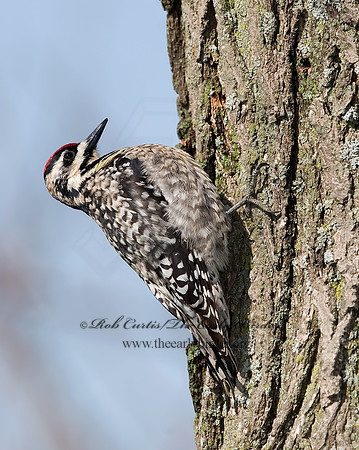 Sphyrapicus varius  YELLOW-BELLIED SAPSUCKER 7001982