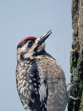 Sphyrapicus varius  YELLOW-BELLIED SAPSUCKER 7002000