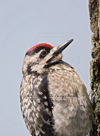 Sphyrapicus varius  YELLOW-BELLIED SAPSUCKER 7002006