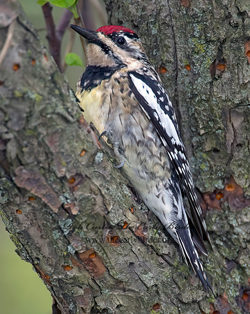 Sphyrapicus varius  YELLOW-BELLIED SAPSUCKER 9000203+