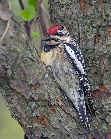 Sphyrapicus varius  YELLOW-BELLIED SAPSUCKER 9000204+