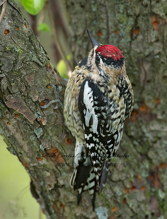 Sphyrapicus varius  YELLOW-BELLIED SAPSUCKER 9000207+