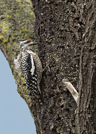 Sphyrapicus varius  YELLOW-BELLIED SAPSUCKER 9042886+