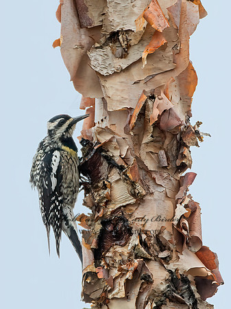 Sphyrapicus varius  YELLOW-BELLIED SAPSUCKER 9042830+