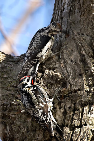 Sphyrapicus varius  YELLOW-BELLIED SAPSUCKER 6001881