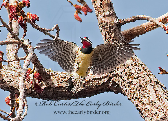 Sphyrapicus varius  YELLOW-BELLIED SAPSUCKER 8021514+