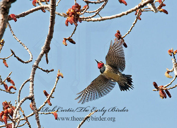 Sphyrapicus varius  YELLOW-BELLIED SAPSUCKER 8021515+