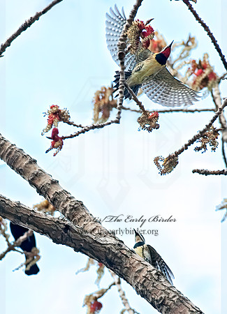 Sphyrapicus varius  YELLOW-BELLIED SAPSUCKER 8021673+