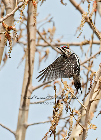 Sphyrapicus varius  YELLOW-BELLIED SAPSUCKER 8021697+