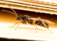 Lasius americanus FORMICINAE ANT 9040296z