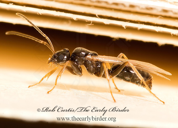 Lasius americanus FORMICINAE ANT 9040296z
