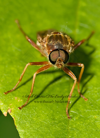 Coenomyia ferruginea XYLOPHAGID FLY 8014222z