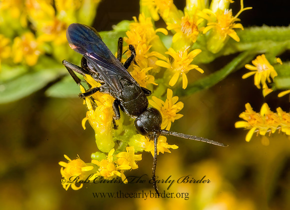 Aporus niger  POMPILINAE SPIDER WASP 5014783z