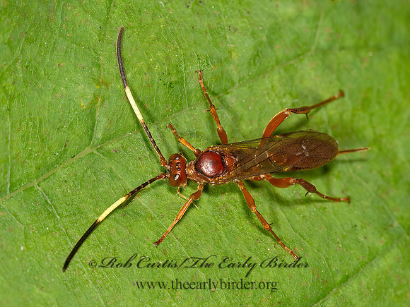 Ichneumonidae  ORANGE ICHNEUMON 9041585z