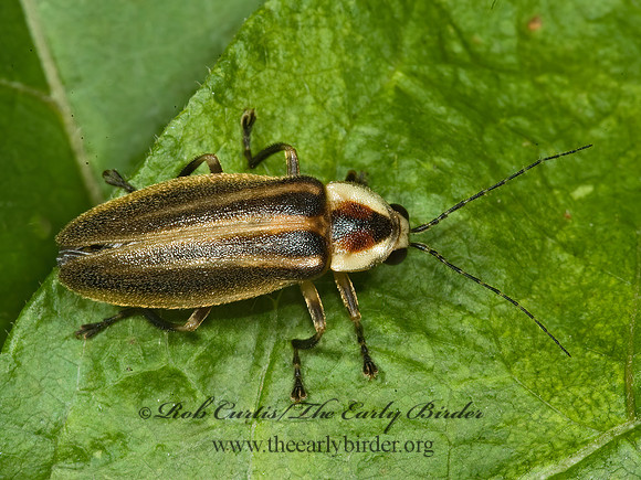 Photuris 5010605z