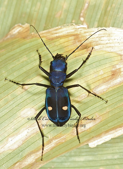 Pseudoxychila tarsalis 202807z