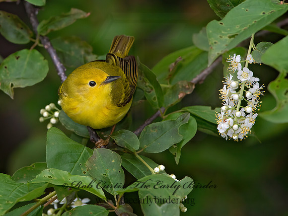 Setophaga petechia  YELLOW WARBLER 9038013z