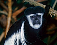 Colobus guereza BLACK & WHITE COLOBUS MONKEY 282321z