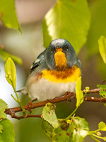 Setophaga americana NORTHERN PARULA 3002122z