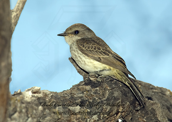 Pyrocephalus rubinus  VERMILION FLYCATCHER 5005288Z