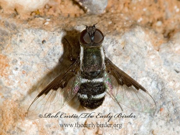 Hemipenthes lepidota  VILIINI BEE FLY 6026293z
