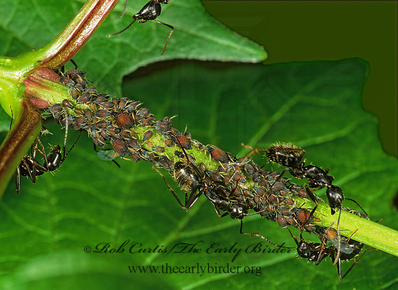 Aphis craccivora  COWPEA APHID 1112732z