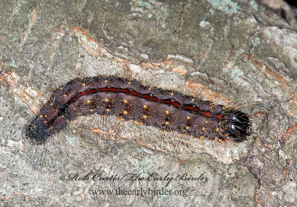 Acronicta hasta CHERRY DAGGER MOTH 6012304z