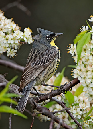 Setophaga kirtlandii  KIRTLAND'S WARBLER 9030501z