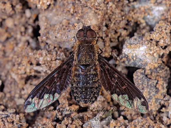 Hemipenthes sinuosa  BEE FLY 154624z