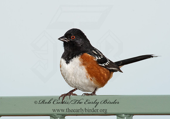 Pipilio maculatus  SPOTTED TOWHEE 8020694z