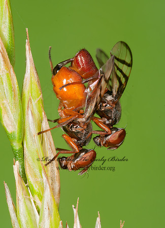 Rivellia quadrifasciata~  SOYBEAN NODULEL FLY  3015456z