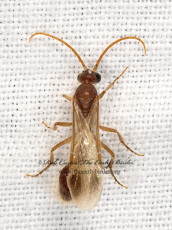 Chyphotes  CHYPHOTID WASP 3038887z
