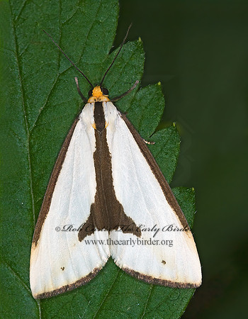 Haploa lecontei LECONTE'S HAPLOA 6007148 Mz