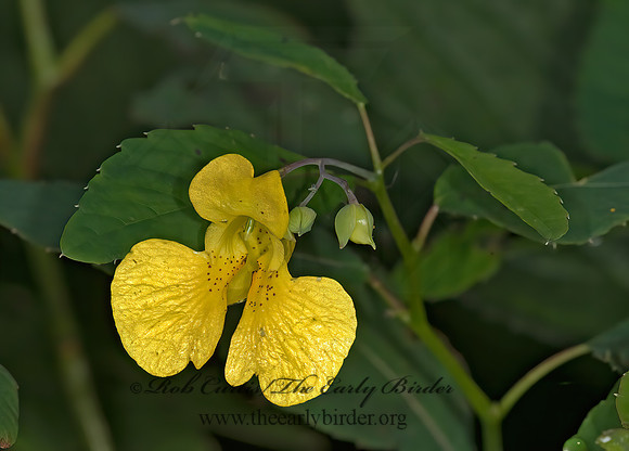 Impatiens pallida  YELLOW JEWELWEED 8017960z