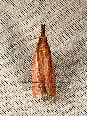Peoria bipartitella  PHYCITINI PYRALID MOTH 9047982z