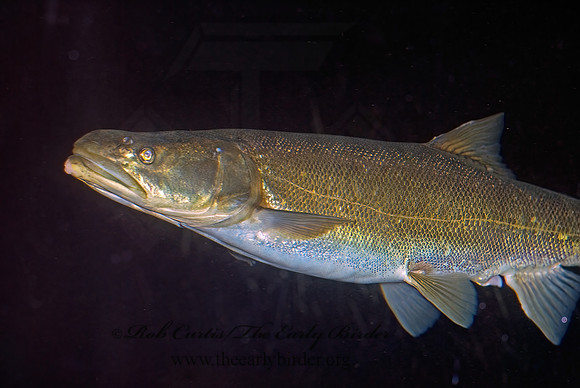 Ptychocheilus lucius  COLORADO PIKEMINNOW 6025379z
