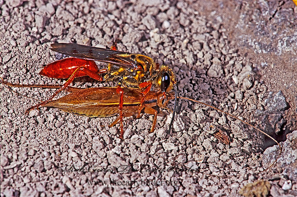 Sphex jamaicensis 251106z
