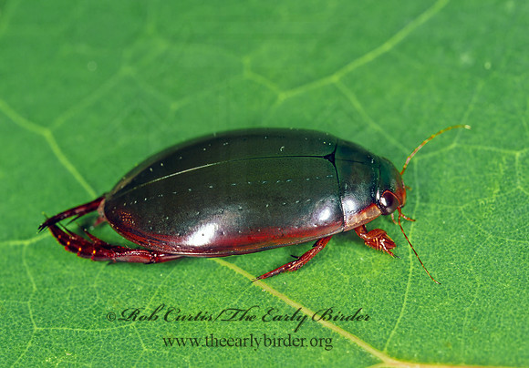 Cybister fimbriolatus   FRINGED DIVING BEETLE 249002z