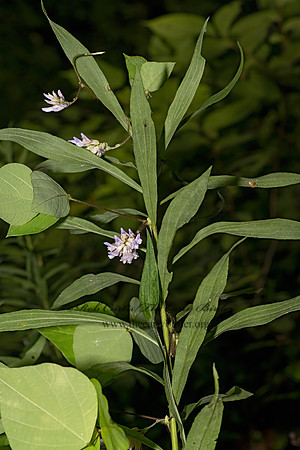 Amphicarpaea bracteata  AMERICAN HOG-PEANUT 3041584-z